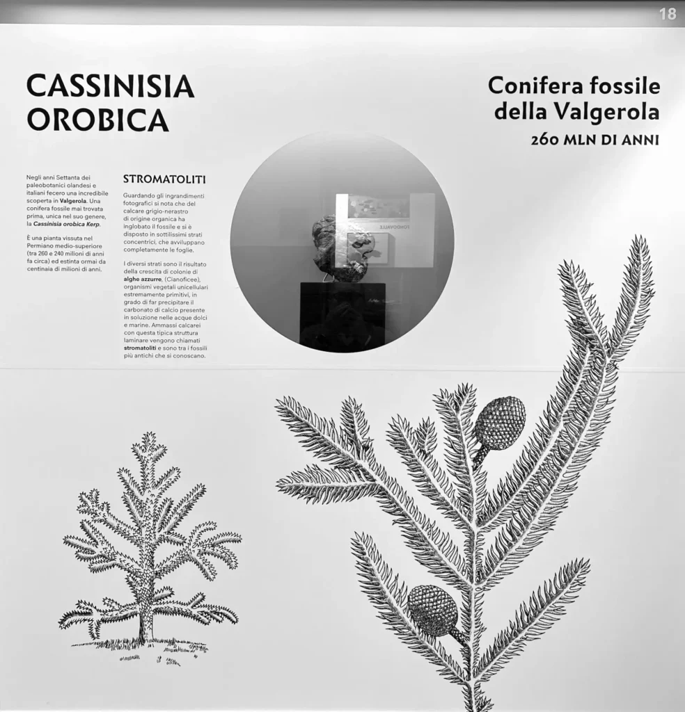 Museo Storia Naturale Morbegno